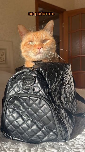 Котик королевских кровей 👑