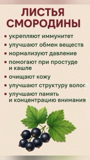 Листья смородины чем полезны для здоровья