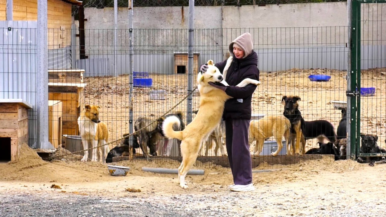 Платят любовью - жительница Когалыма спасает бездомных собак