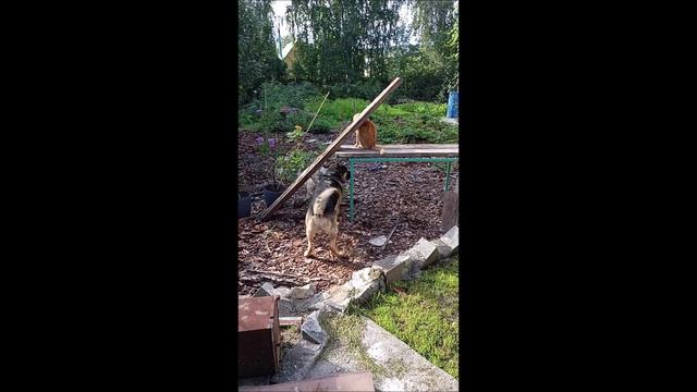 Собака. Кот. Том и Фокс.