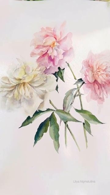 Пионы /Peonies. Акварельный этюд. Акварельные краски 