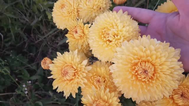 Осеннее цветение РОЗ и ХРИЗАНТЕМ #розы #хризантемы #цветы #сад #осень #клематисы #растения