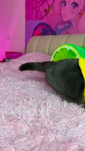 Наш TG Https://t.me/liveofcats