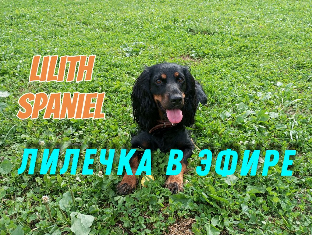 Спаниелька Лиля