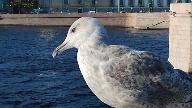 Не пугливая чайка.