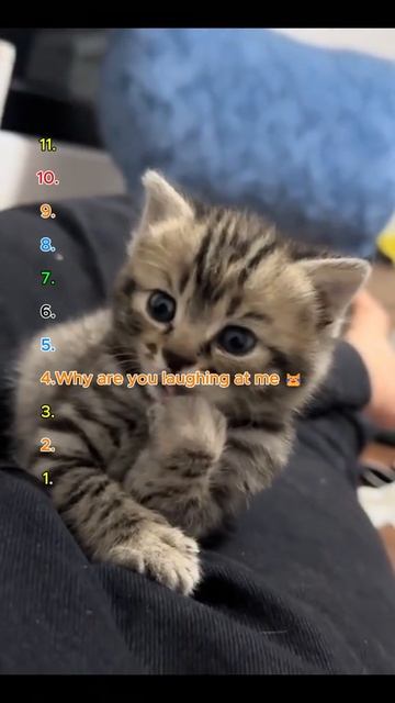 Топ котят