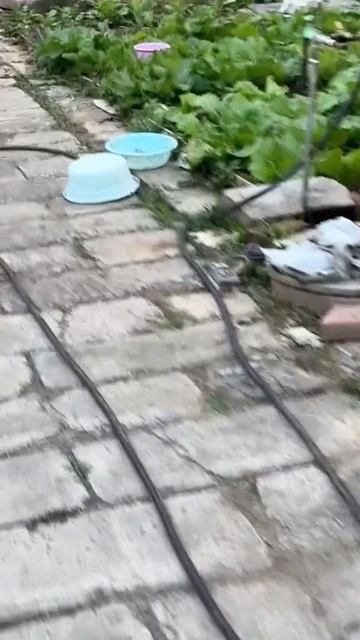 Это новый вид черепах?