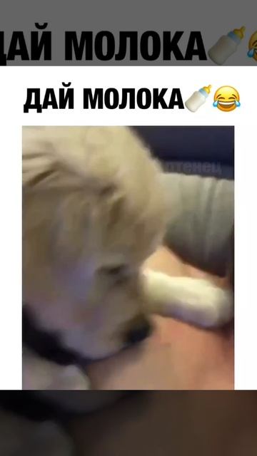 video1251251251466
