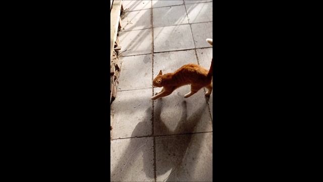 Собака. Кот. Том и Фокс