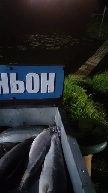 Каньон, рыбалка на форель.