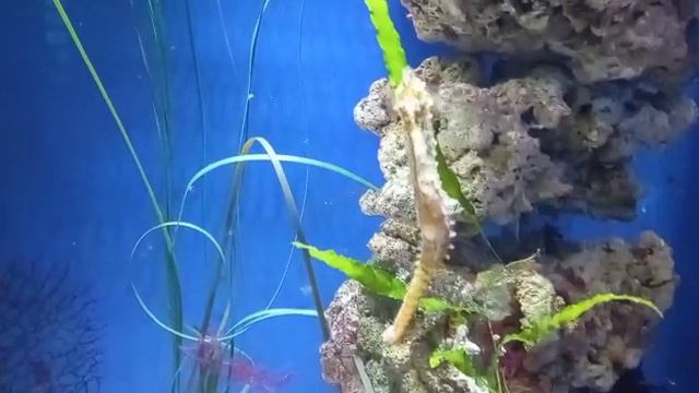 Самые маленькие животные на Земле: крошечные, но удивительные животные . продолжение 2.