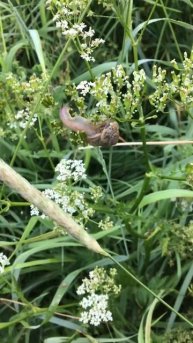 Ленинградская область. Хвойное. 30.06.2024. Луг. Улитка на болиголове