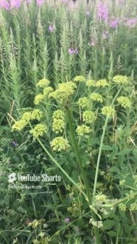 Ленобласть. Хвойное. 29.06.2024. Растение- цветущий дикий пастернак