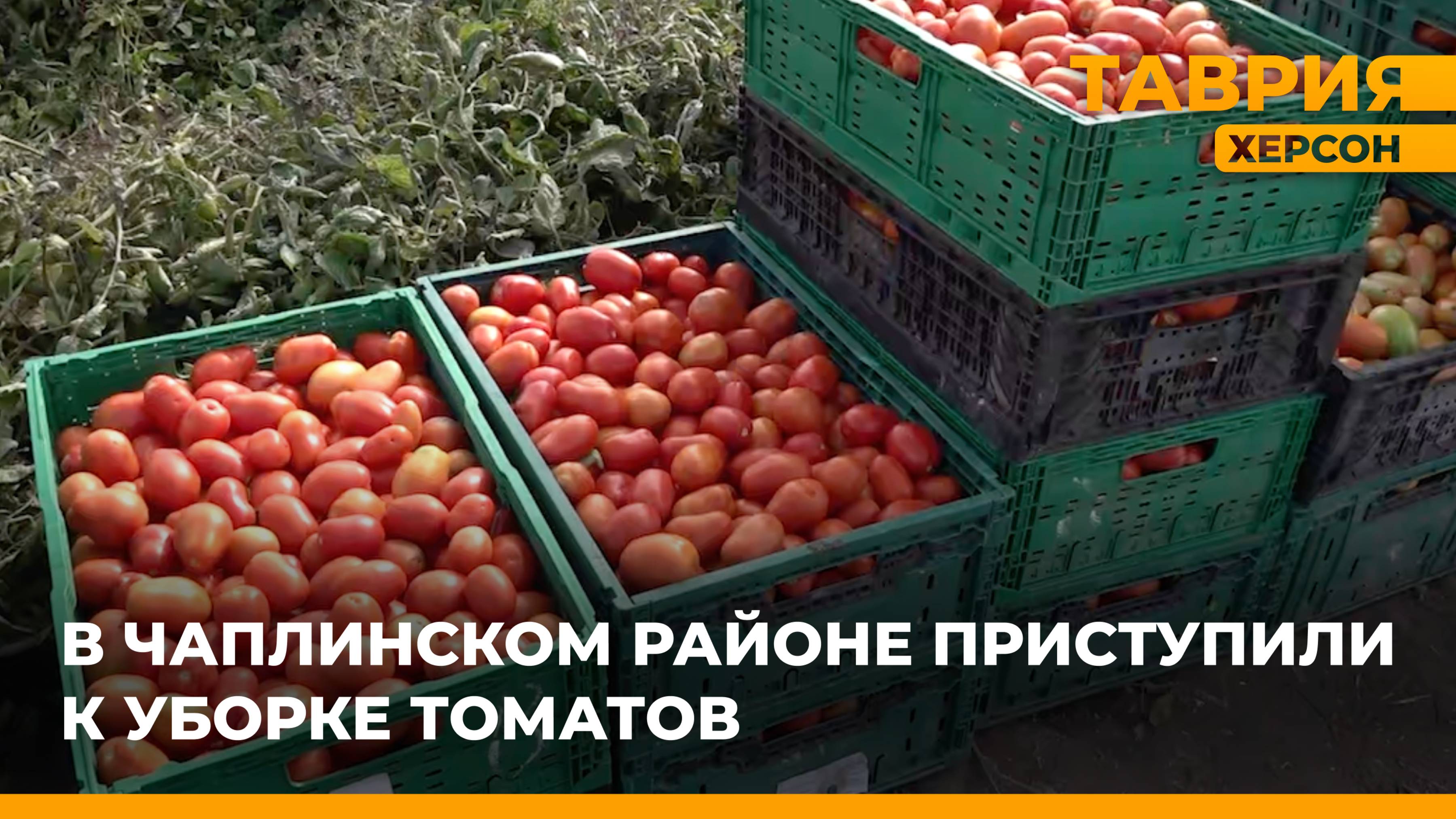 В Чаплинском районе приступили к уборке томатов