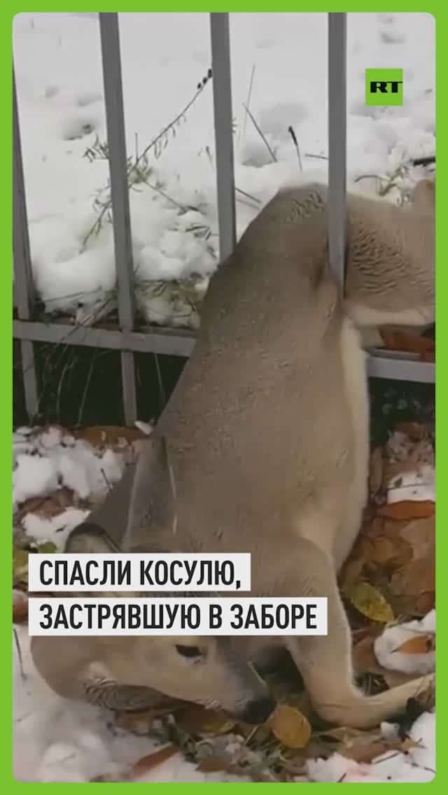 Спасатели освободили застрявшую в заборе косулю