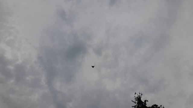Николаевские голуби голубочки 08.10.25 г