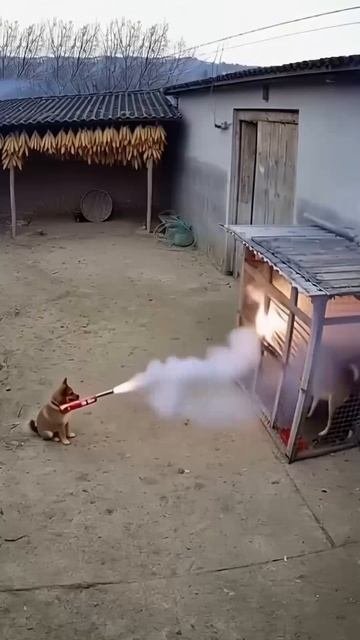 Умная собака спасает друзей!