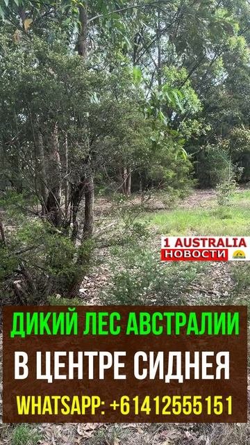 ДИКИЙ ЛЕС АВСТРАЛИИ В ЦЕНТРЕ СИДНЕЯ. [#1Australia]#short1558