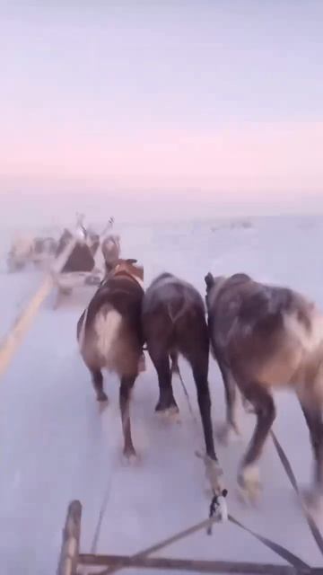 Угадай куда едем #ямал #север #тундра #олени