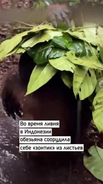 Обезьяна сделала зонтик