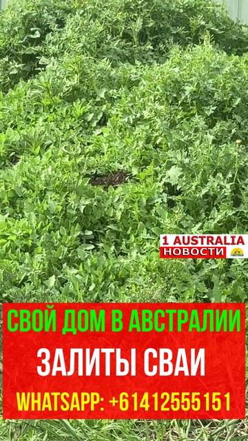 СВОЙ ДОМ В АВСТРАЛИИ ЗАЛИТЫ СВАИ . [#1Australia]#short1556