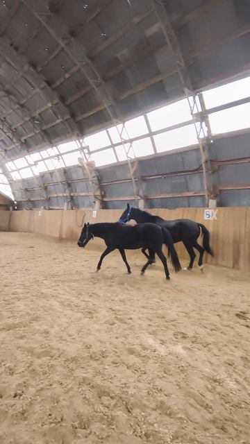 Наоми и Рокас Вэллу не дает себя обогнать.