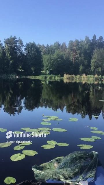 Ленинградская область. Хвойное. 29.06.2024. Рыбалка на Вуоксе. Раннее утро. Затишье. Видеопейзаж