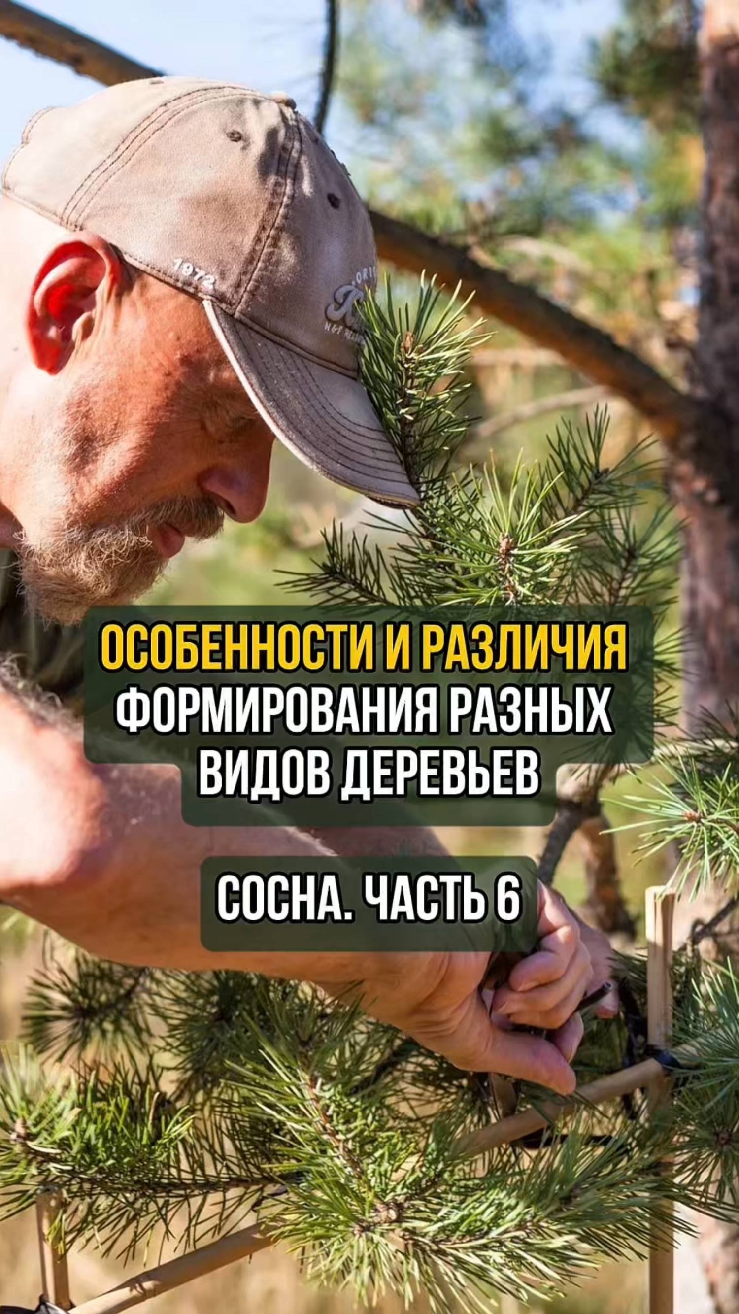 Особенности и различия формирования разных видов деревьев. Сосна. Часть 6