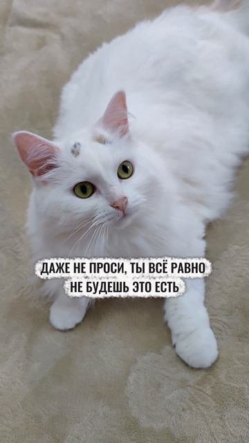 Топ 5 фраз, если в доме есть кот🐱