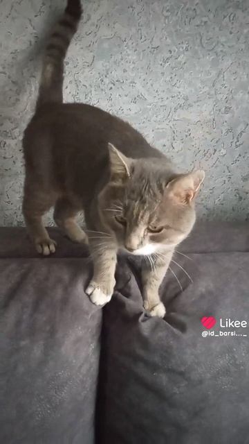 Like_7558456961106643590.mp4