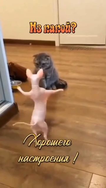 я пришла к тебе из сказки...
