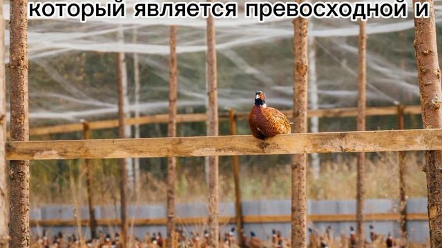 Фазанарий Владимирская область