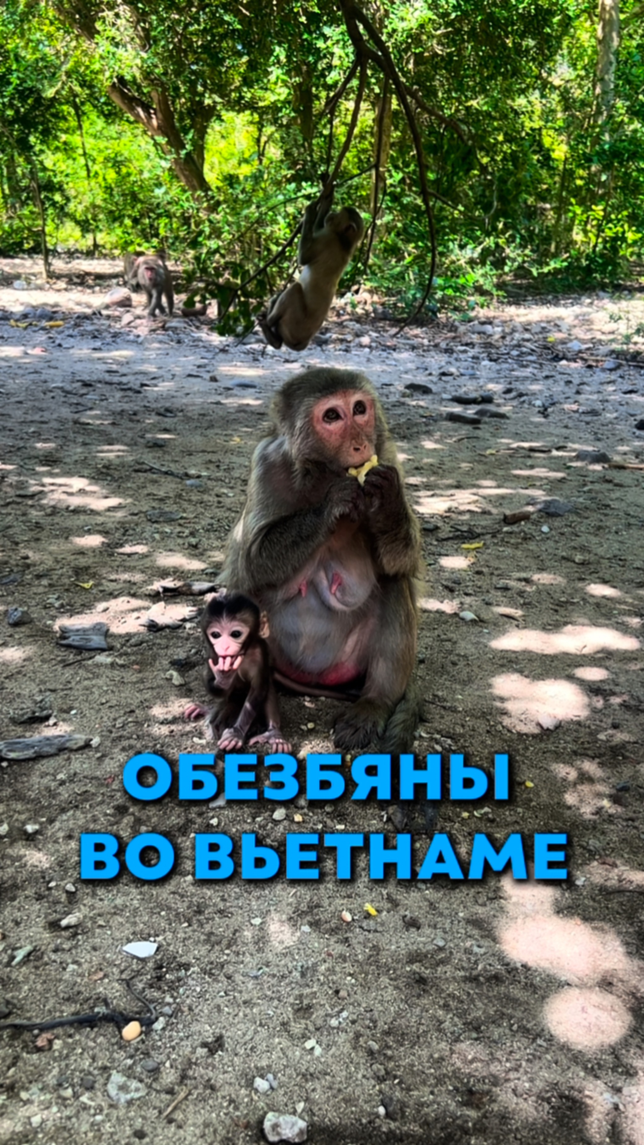 Обезьяны во Вьетнаме