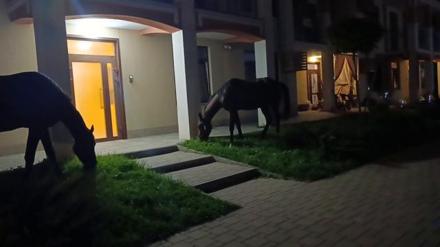 Лошадки в ЖК Кипарис Сукко кушают газоны и делают свои дела даже ночью