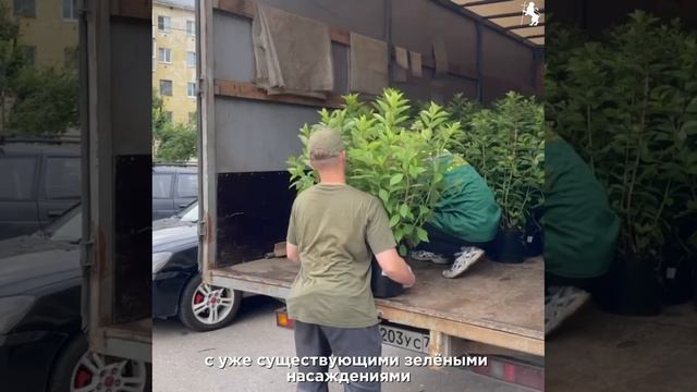 🌳 Зеленый совет