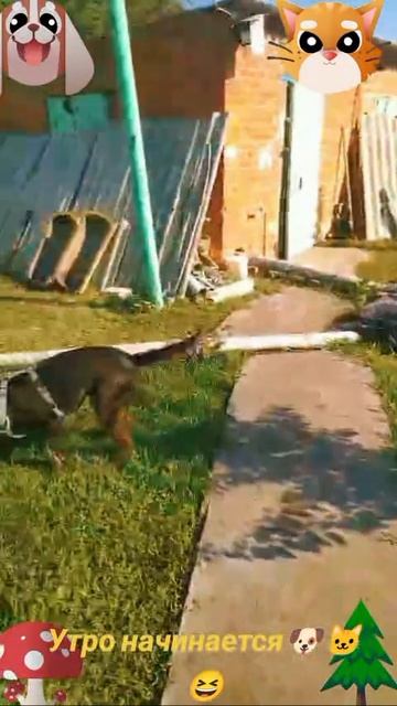 Утро начинается 🐶🐱🦆😆