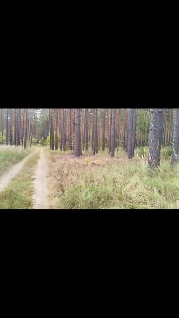 сквозь лес