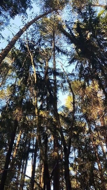 08-10-2025 Белка размером с египетскую саранчу