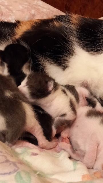 Маленькие котята ползают возле кошки