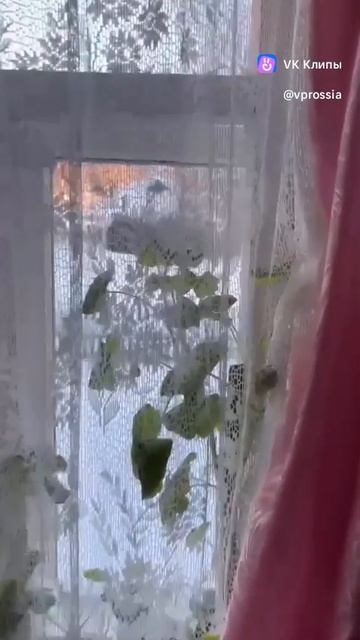 Новый год в деревне