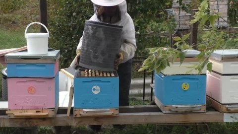 #пасека Термокамера на пасеке