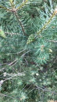 Ленинградская область. Хвойное. 30.06.2024. Новые шишки у сосны