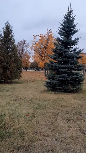 Осенний парк.