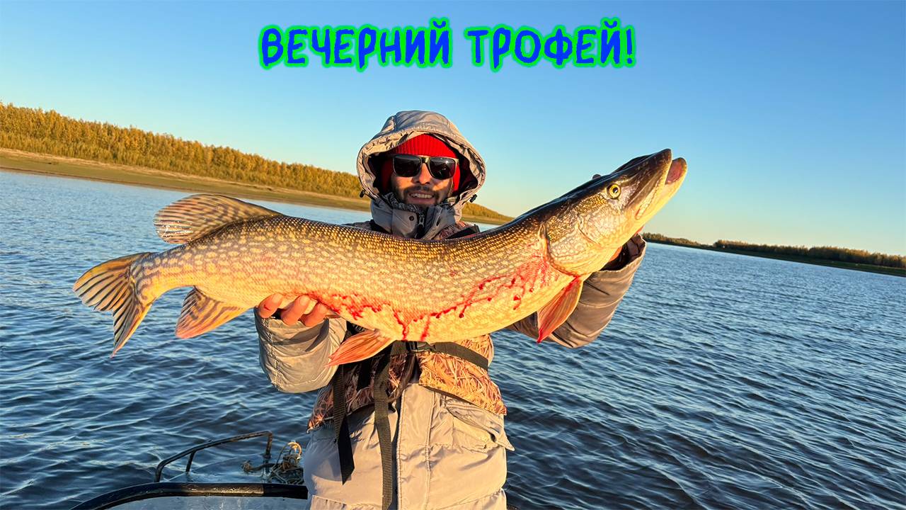 Щуки одна за одной и вечерний трофей!  #рыбалка #щука #спиннинг