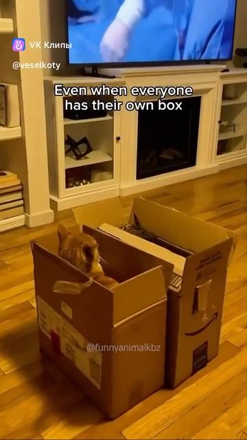 котик и