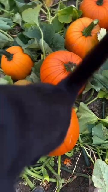 Уже совсем скоро 🎃🐈⬛👻