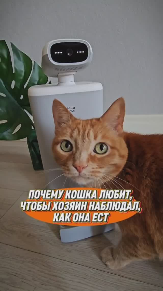 Почему кошка любит, чтобы хозяин наблюдал за тем, как она ест