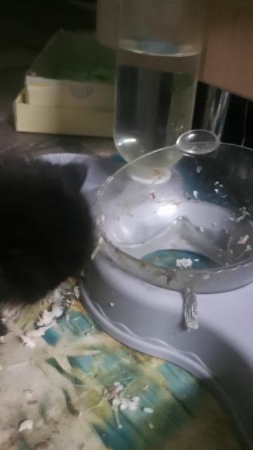 Кошка с горошку