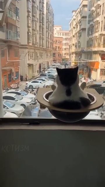 Высоко сижу далеко гляжу! 