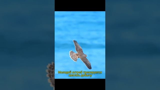 Нарезка смешных и интересных видео 10